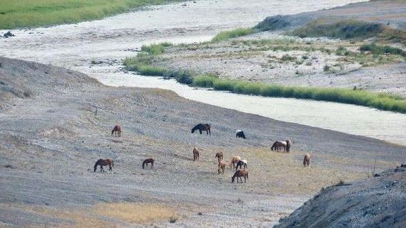Unexpected feral horses creating chaos on Klamath River reservoirs